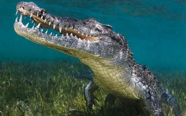 teaser_underwater-american-crocodile-mexico-scuba-diving.jpg.webp