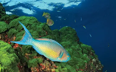 tropical-fish-invade-temperate-waters.jpg.webp