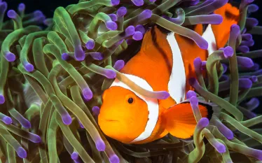 underwater-photo-tips-false-clown-anemonefish-with-proper-exposure_x.jpg.webp