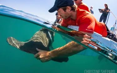university_of_miami_shark_research_.jpg.webp