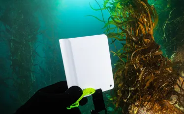 white-balance-card-underwater-credit-brent-durand.jpg.webp