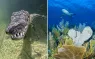 cuba diving crocodile and sharks   .jpg.webp