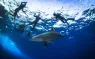 egypt-diving-.jpg.webp