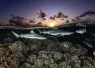_Fakarava_Capozzola_HiRes_.jpg.webp