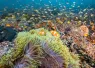 -_Indonesia_Lembeh_to_Raja_-_.jpg.webp