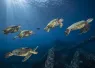 _Maui_MalaWharf_Hires_ReneeCapozzola.jpg.webp