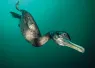 Cormorants E  SDM-NOV-OO-_edit   .jpg.webp