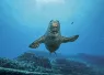 KauaiNiihau_SeasportDivers_LowRes-.jpg.webp