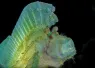 Leaf_scorpionfish_Sonja Ooms_shutterstock_.jpg.webp