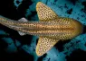 LeopardShark_Lewis Burnett_shutterstock_Thumbnail.png.webp