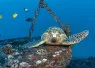 Oahu_Jennifer_Penner___IMG_-Edit.jpg.webp