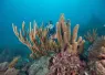 PIllarcoral_Paterakis_Providencia_Colombia_Tetes_PillarCoral-.jpg.webp
