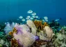 Roatan_FD_UW_HON_ROA___edit.jpg.webp