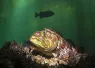SDMag_Fish_Portrat_Photo_.jpg.webp