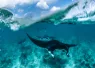 Simon Hilbourne_Reef manta courtship train split shot_Rasfari Maldives_.jpg.webp