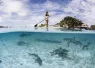 blacktipreefshark_misoolresort_rajaampat_indonesia_Shawn Heinrichs   .jpg.webp