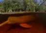 dolphin_amazon_DSC_ C AThomas Peschak nvarley ngs.org _.jpg.webp