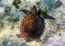 greenturtle_ RudiErnst _shutterstock__.jpg.webp