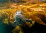 harborseal_Joe Belanger_shutterstock_.jpg.webp