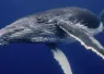 humpbackwhale_Stanislav Stelmakhovich_shutterstock_.jpg.webp