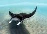 manta_Vladimir Turkenich_shutterstock_.jpg.webp