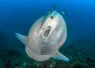 molamola_David Carbo_shutterstock_.jpg.webp
