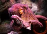 octopuscolor_shutterstock_.jpg.webp
