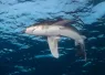 redseaoceanic_BrandiMueller.jpg.webp