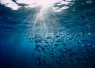 tuna_Wonderful Nature_shutterstock_.jpg.webp