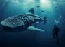 candylandau_scuba_diver_with_whale_shark_ebcf-bde--ab-becede_.jpeg.webp