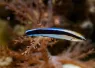 cleaner_wrasse_mirror_test_.png.webp