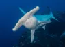 cocos_by_carlos_villoch_fb.jpg.webp