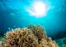 coral_reef_future_hope-teaser_.png.webp