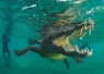 crocodile_jesus_cobaleda_shutterstock__teaser.jpg.webp