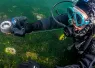 dive_like_a_pro_teaser-annie_crawley_.png.webp