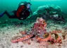 diving_vancouver_bc_teaser-_.png.webp