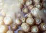 feature_teaser_coral_spawning.png.webp