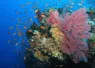 fiji-coral-shutterstock__.jpg.webp