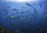 galapagos_shark_diving_digital_wbdr_article_image_x.png.webp