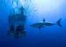 great_white_teaser_-_shark_diving_ban_.png.webp