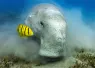 in_search_of_a_dugong_-_kate_jonker-_.png.webp