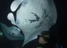 keller_laros_and_manta_ray_-_jacks_diving_locker.jpg.webp
