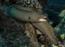 kona_honu_pyramid_pinnacles_spotted_moray.jpg.webp