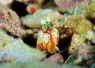 mantis_shrimp_aggressor_fleet_belize.jpg.webp
