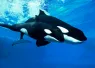 orca_moms_baby_adult_sons-teaser-image_.png.webp