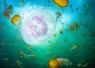 patrickwebster_oceanoddities_may__edit.jpg.webp