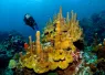 saint_lucia_digital_article_images_x_image.png.webp