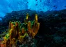 sea_saba_web_x_image.png.webp