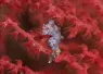seahorse_raja_ampat_aggressor_image.jpg.webp