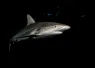 shark_michaelgeyer_photography_shutterstock_.jpg.webp